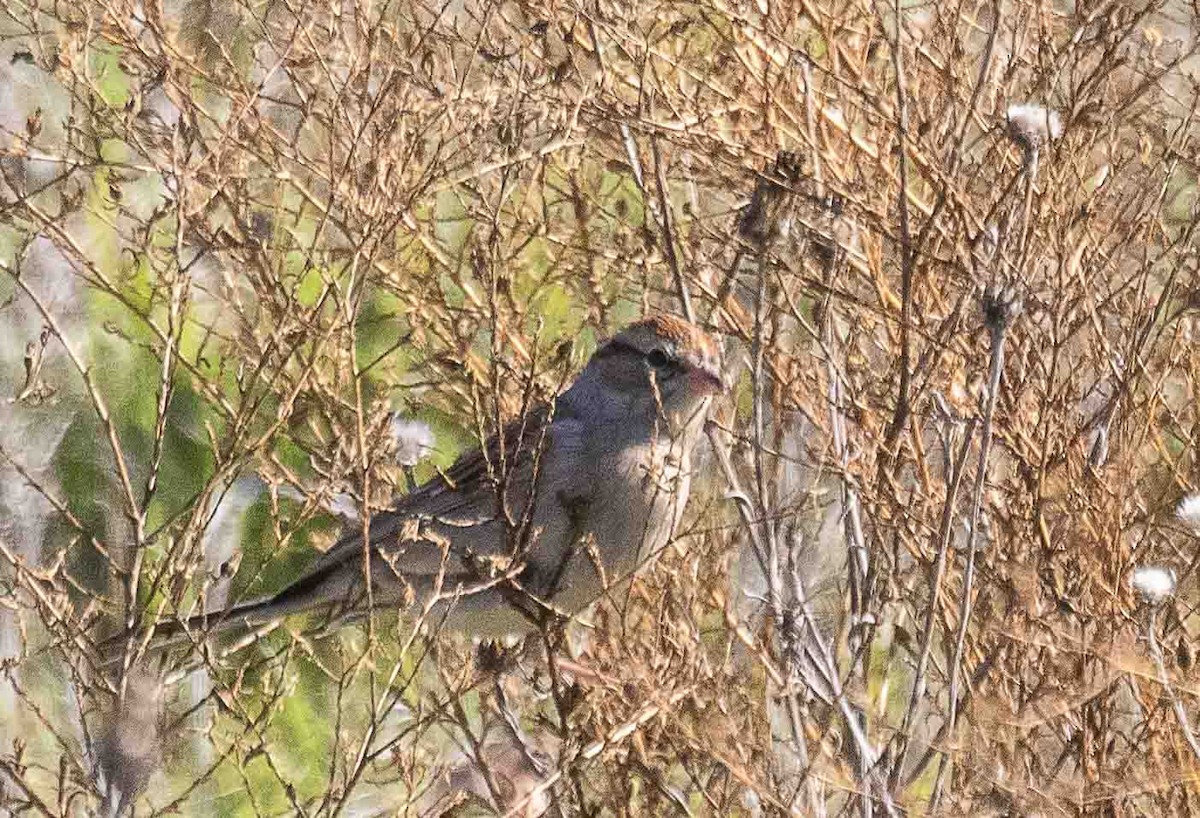Chipping Sparrow - ML646899041
