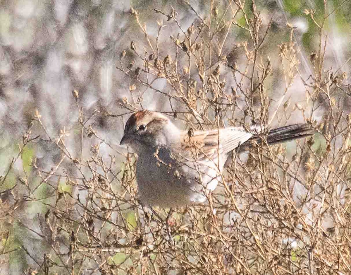 Chipping Sparrow - ML646899042