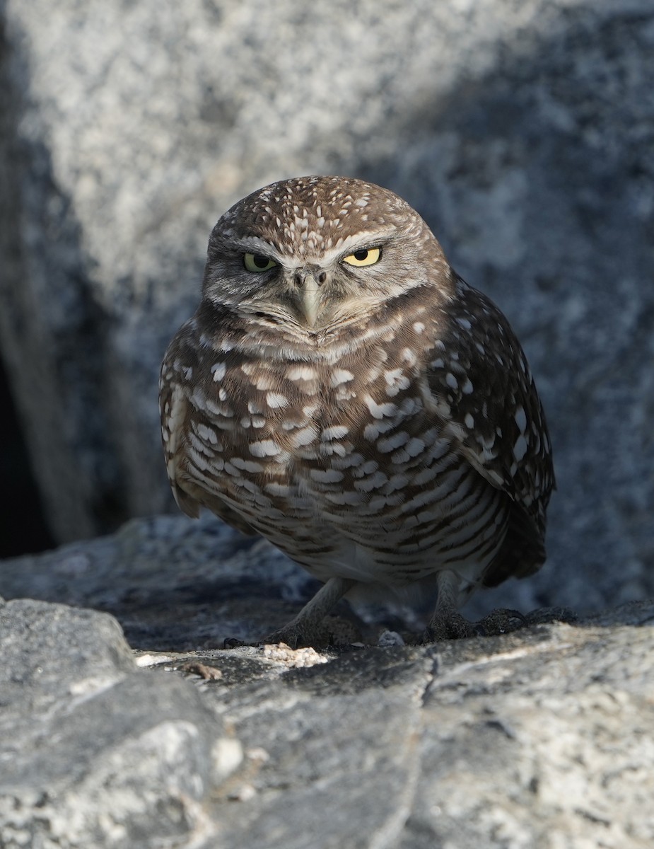 Burrowing Owl - ML646899045