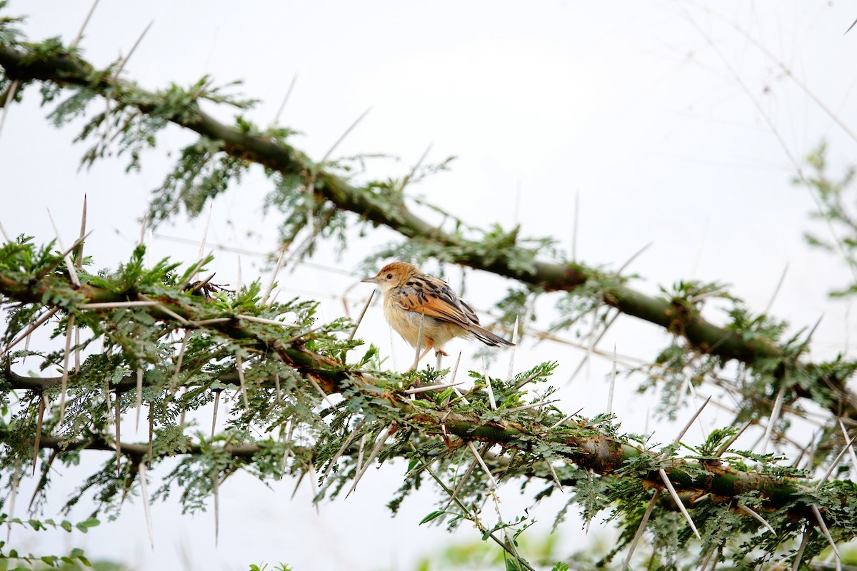 Winding Cisticola - ML646899047