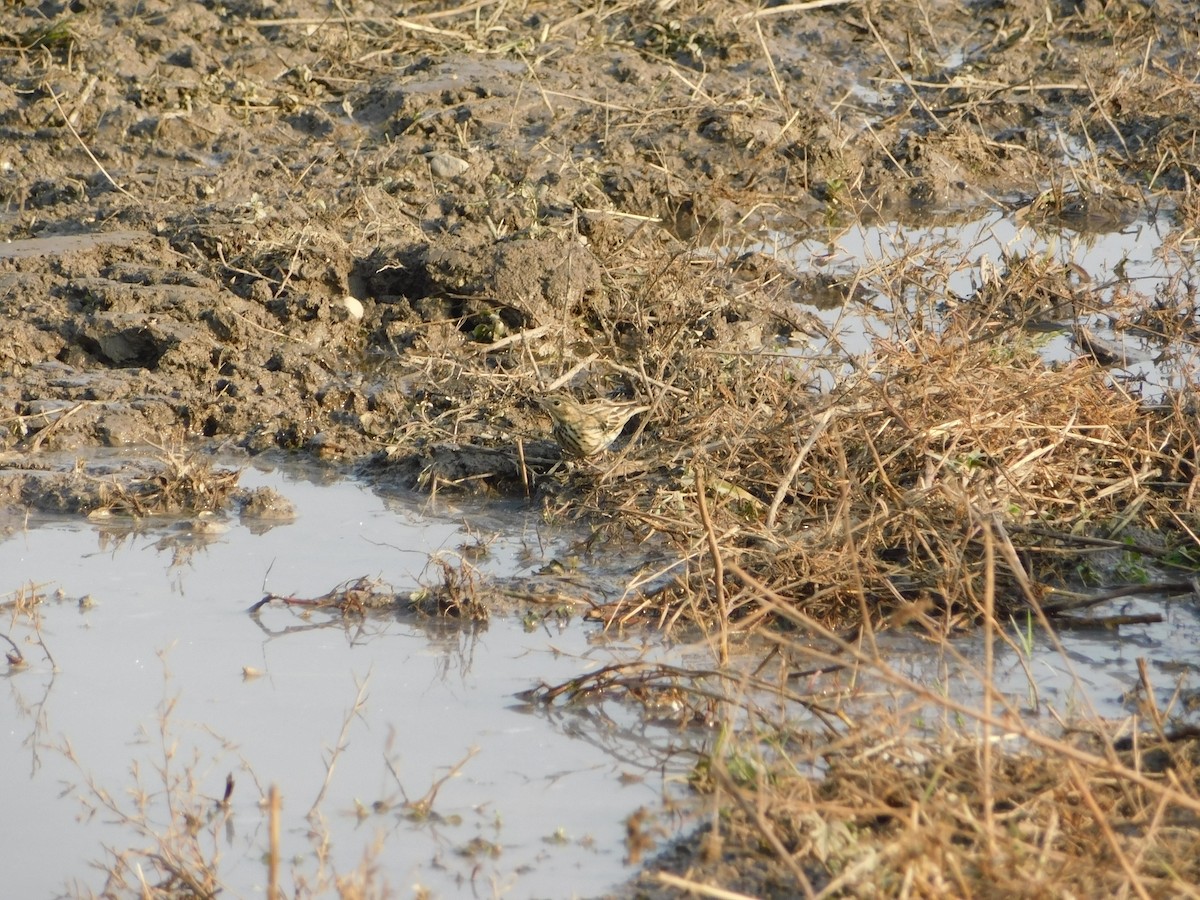 Лесной конёк - ML646899049