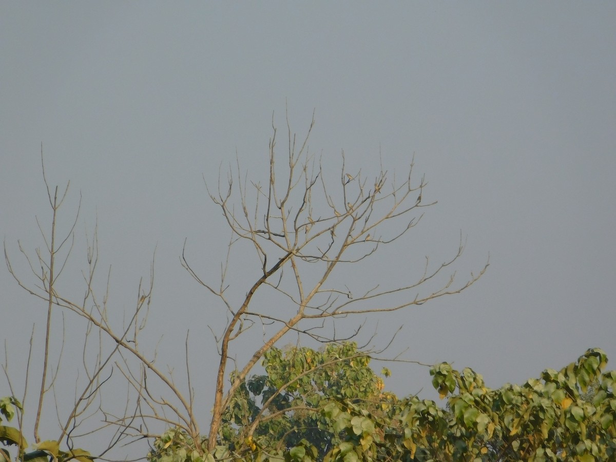 Лесной конёк - ML646899050