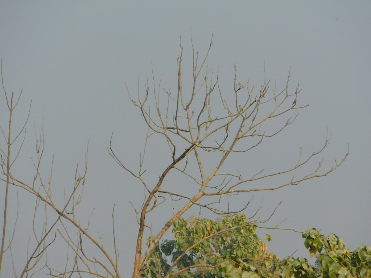 Лесной конёк - ML646899051