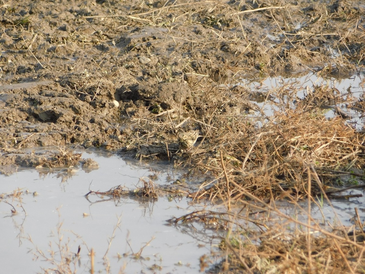 Лесной конёк - ML646899052