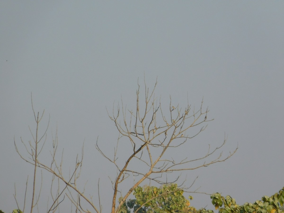 Лесной конёк - ML646899053