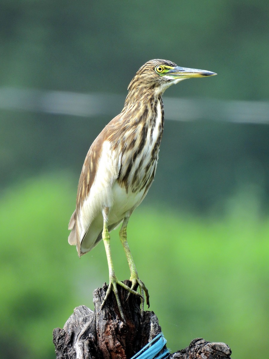 Indian Pond-Heron - ML646899054