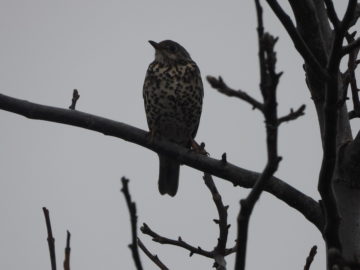 Garraztarro eurasiarra - ML646899056