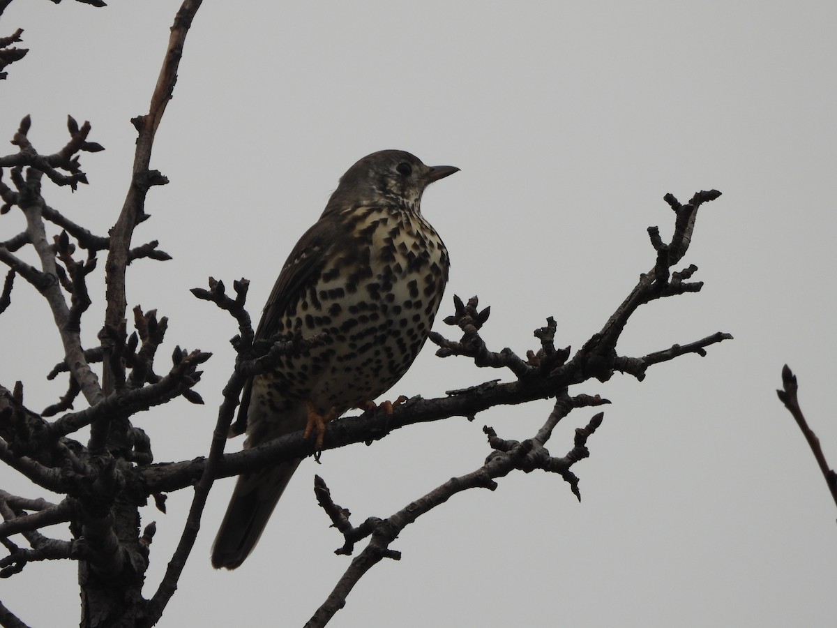 Garraztarro eurasiarra - ML646899057