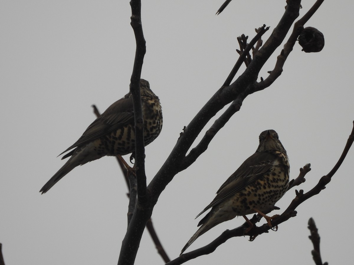 Garraztarro eurasiarra - ML646899058