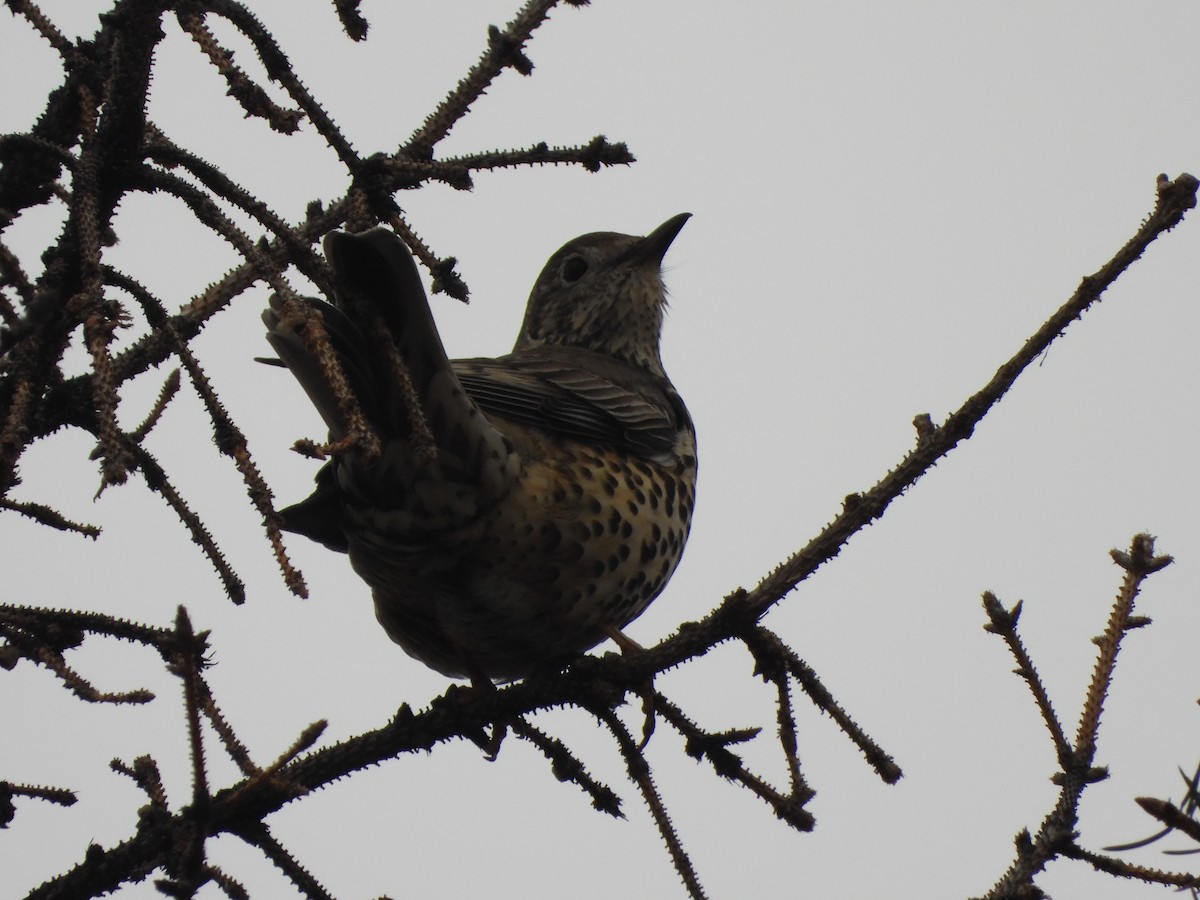 Garraztarro eurasiarra - ML646899059