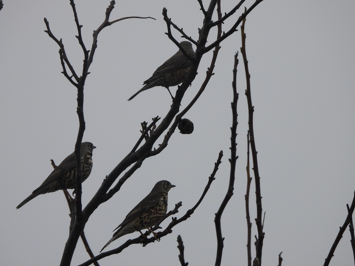 Garraztarro eurasiarra - ML646899060