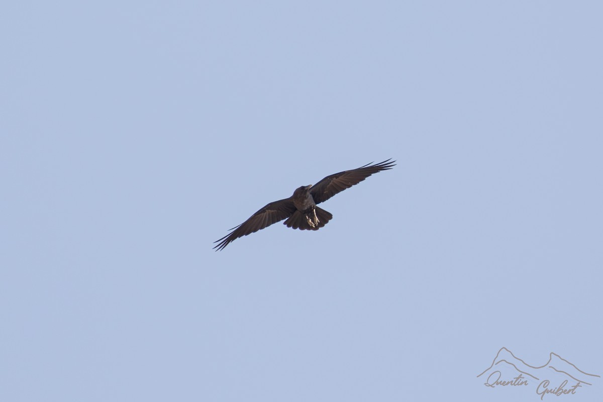 Brown-necked Raven - ML646899062