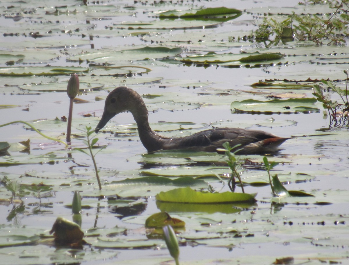 småplystreand - ML646899063