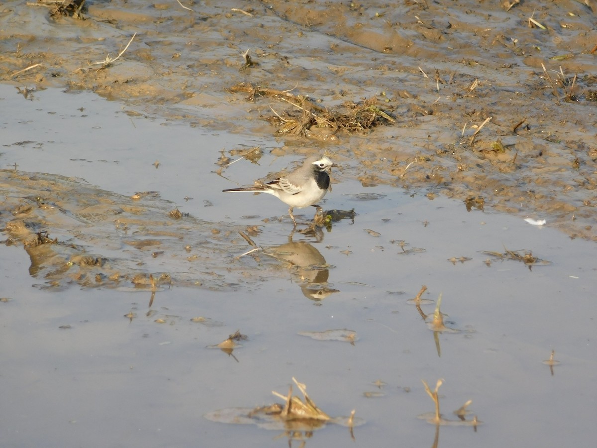 Белая трясогузка - ML646899064