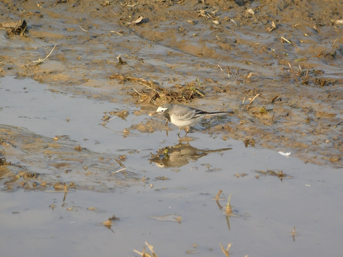 Белая трясогузка - ML646899065