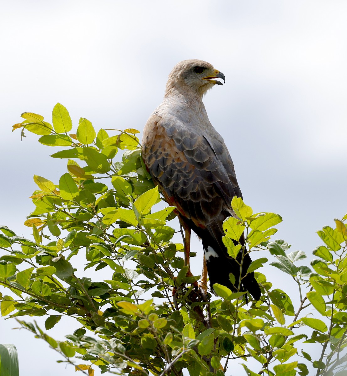 Savanna Hawk - ML646899067