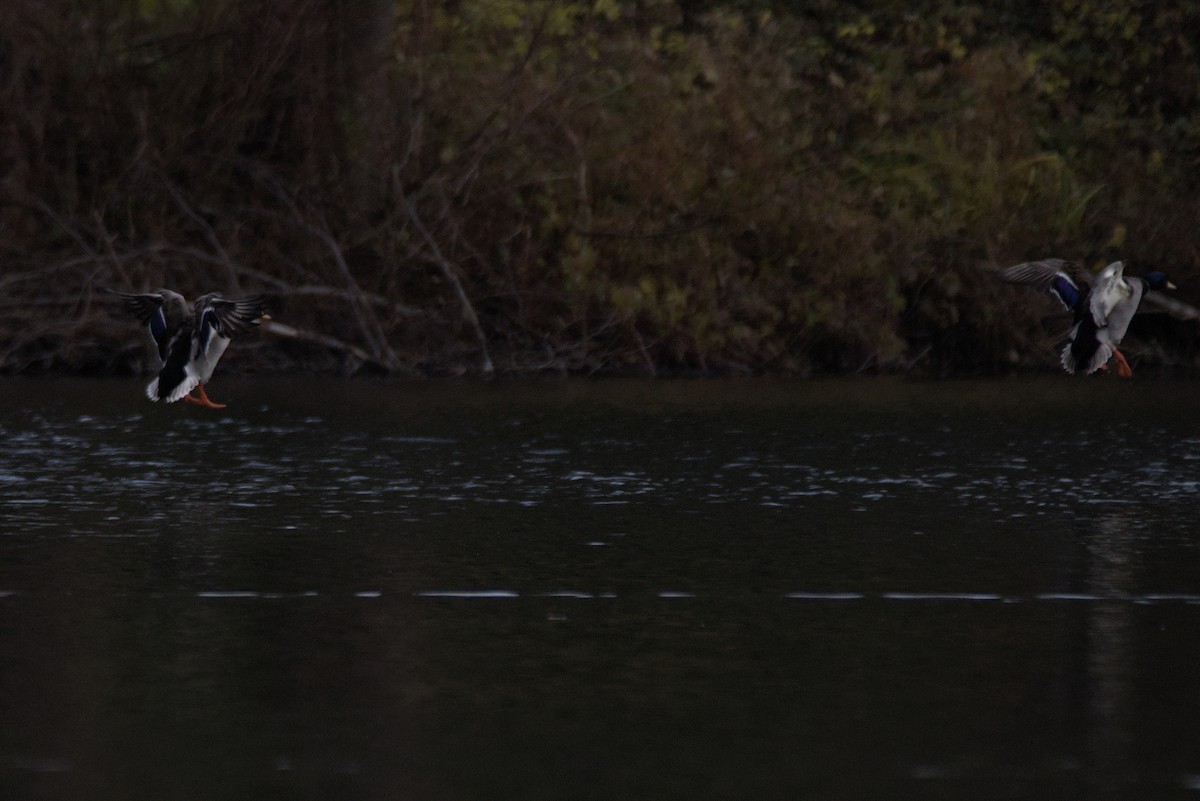 Mallard - ML646899069