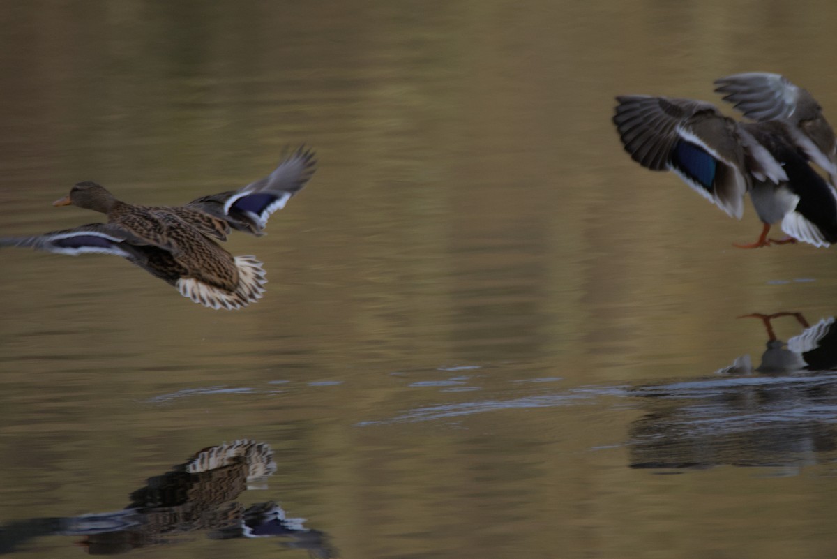 Mallard - ML646899070