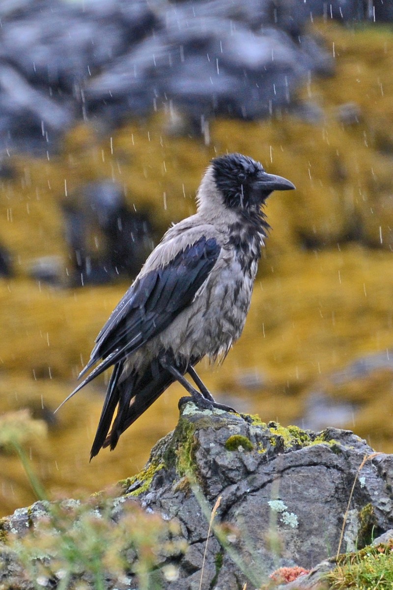 Серая ворона - ML646899071