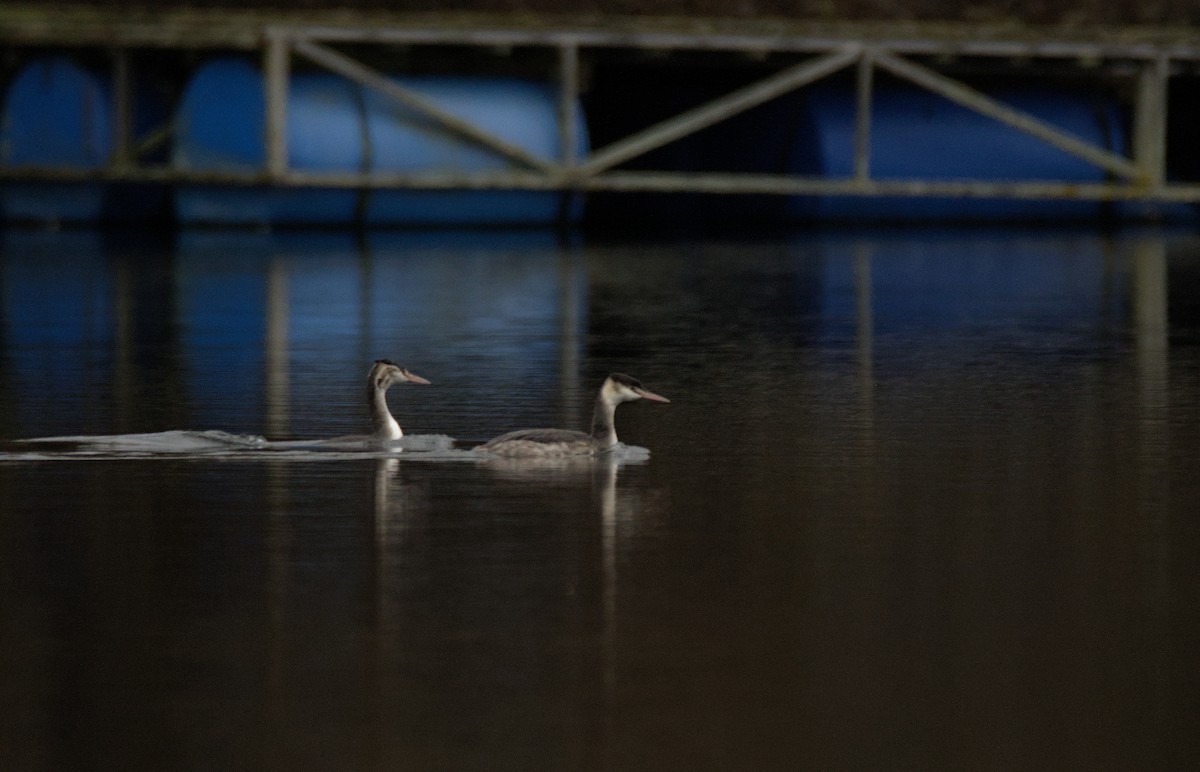 Great Crested Grebe - ML646899073
