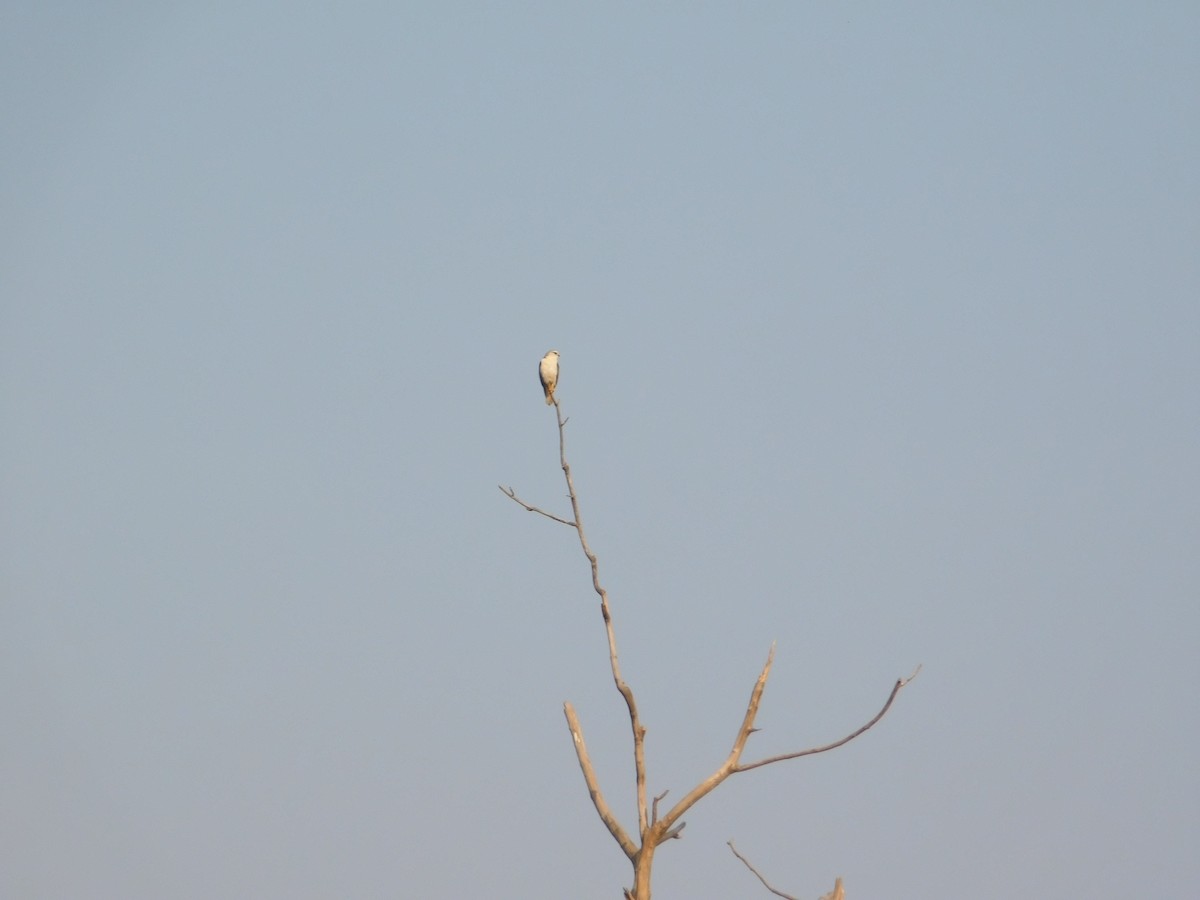 Дымчатый коршун - ML646899076