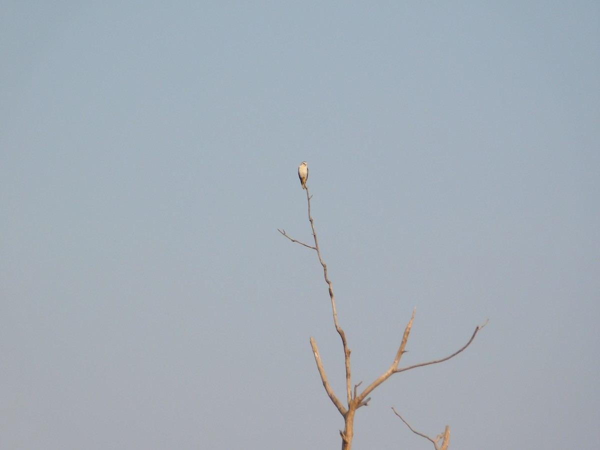 Дымчатый коршун - ML646899077