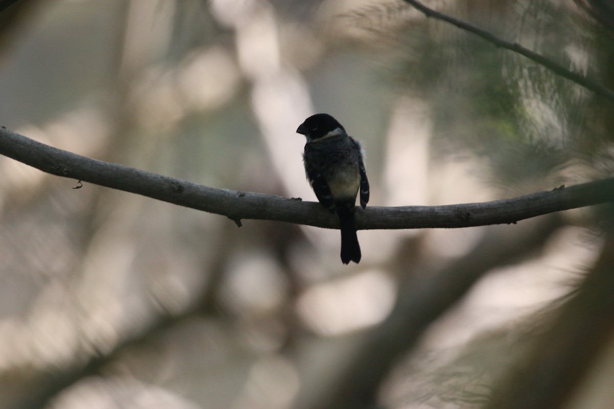 Morelet's Seedeater - ML646899078