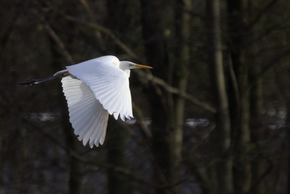 Great Egret - ML646899081