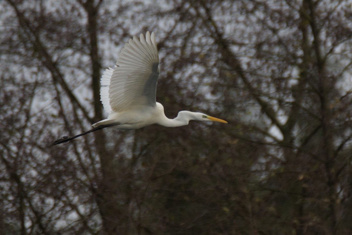 Great Egret - ML646899082