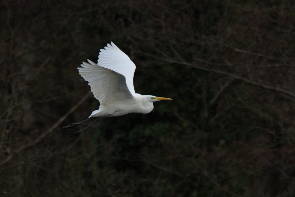 Great Egret - ML646899083