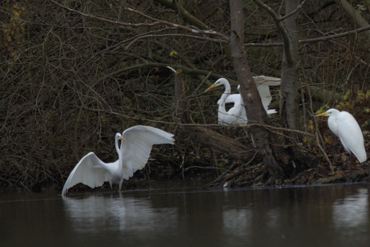Great Egret - ML646899084