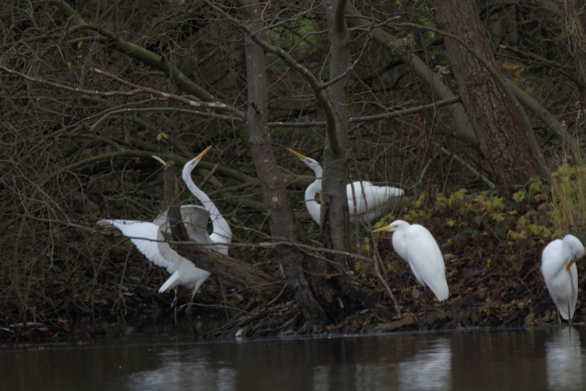 Great Egret - ML646899085
