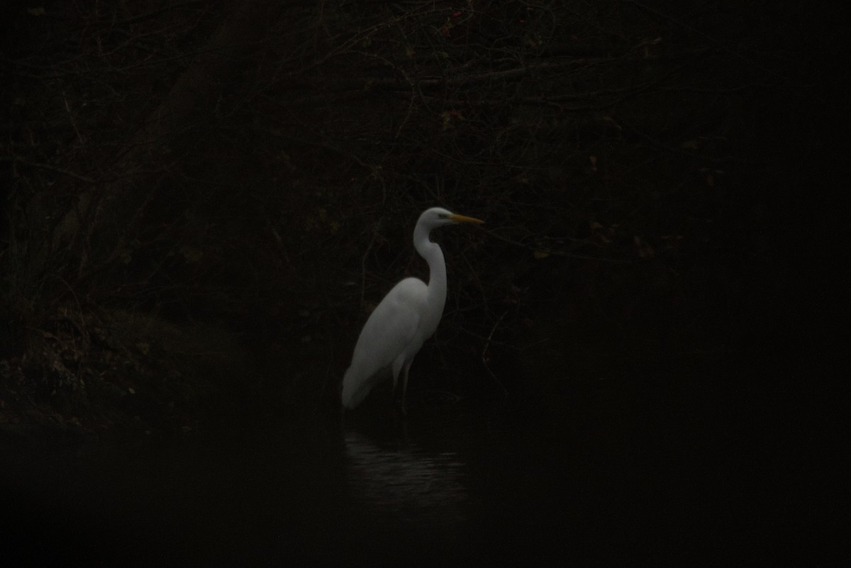 Great Egret - ML646899086