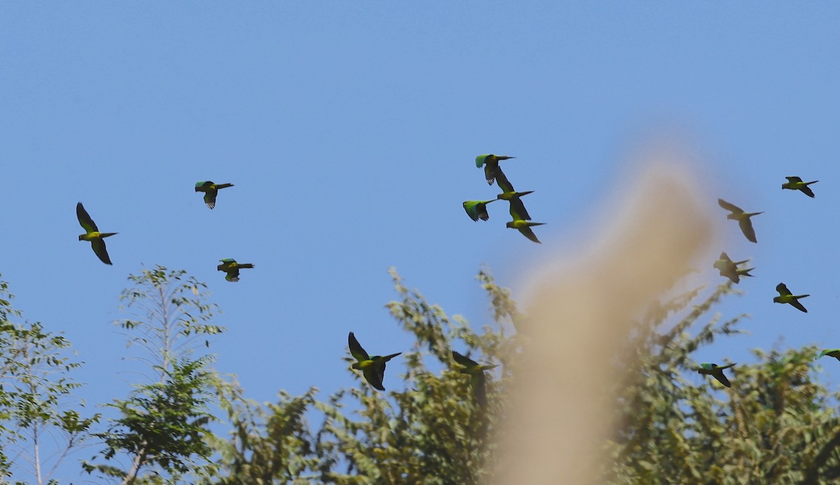 Brown-throated Parakeet - ML646899091