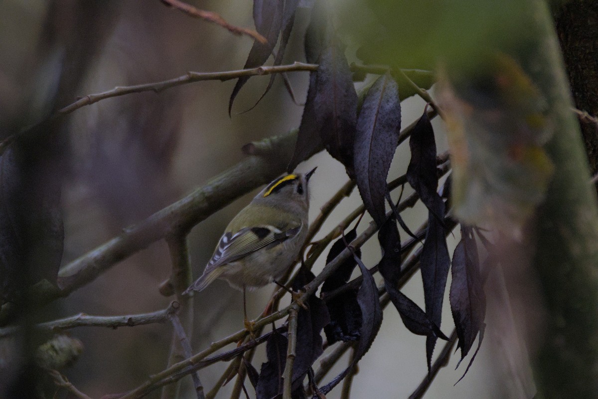 Goldcrest - ML646899092