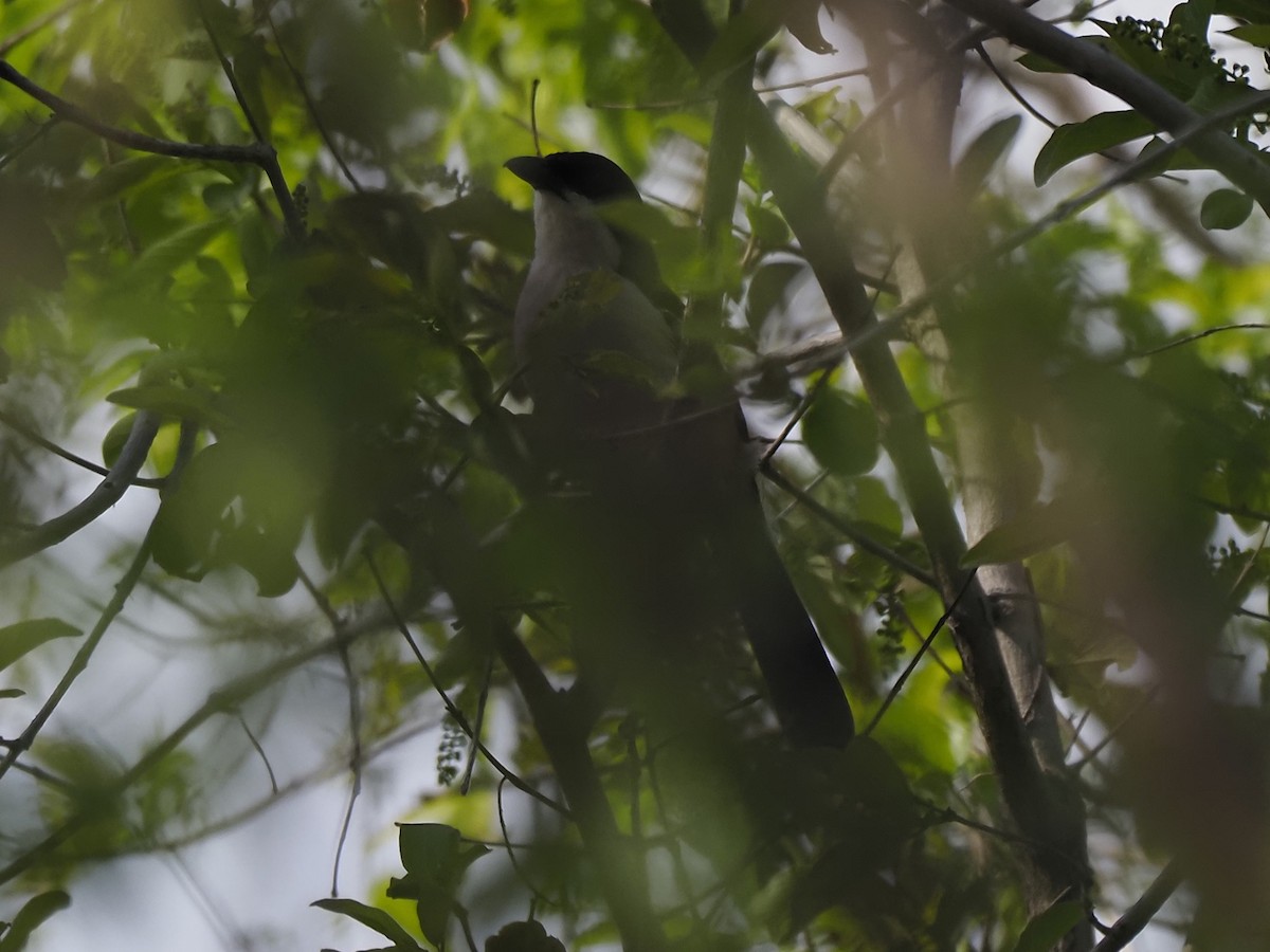 Black-backed Puffback - ML646899093