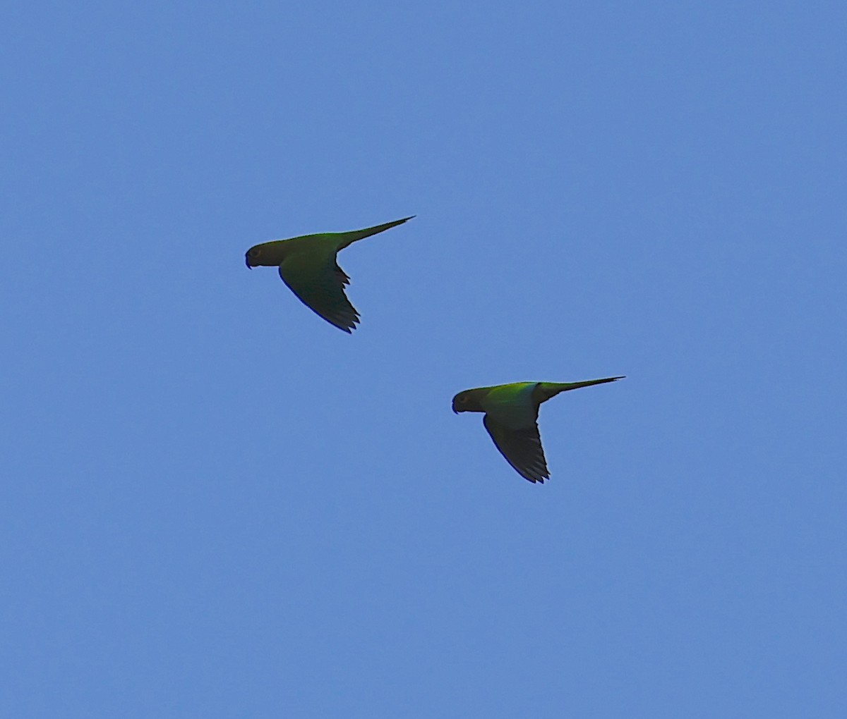 Brown-throated Parakeet - ML646899095