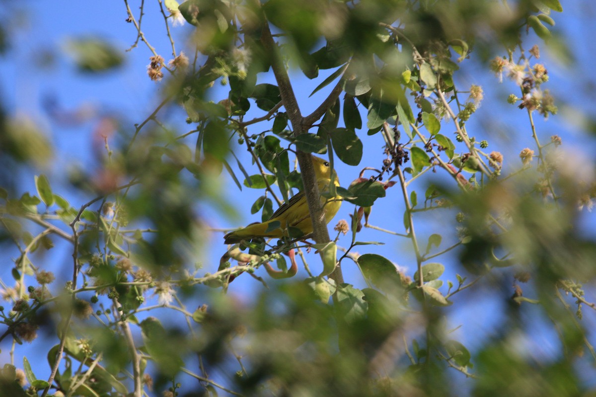 Northern Yellow Warbler - ML646899096