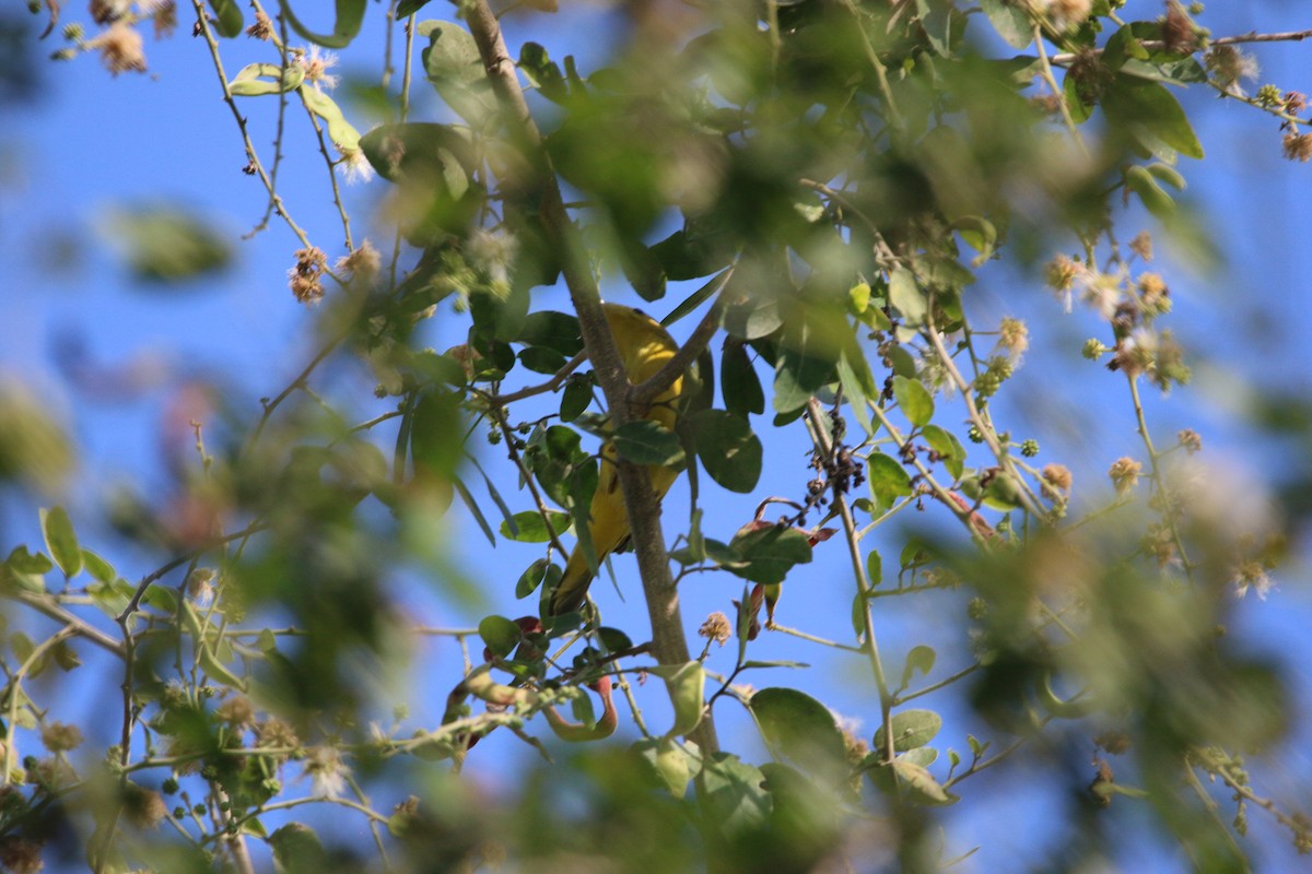 Northern Yellow Warbler - ML646899097