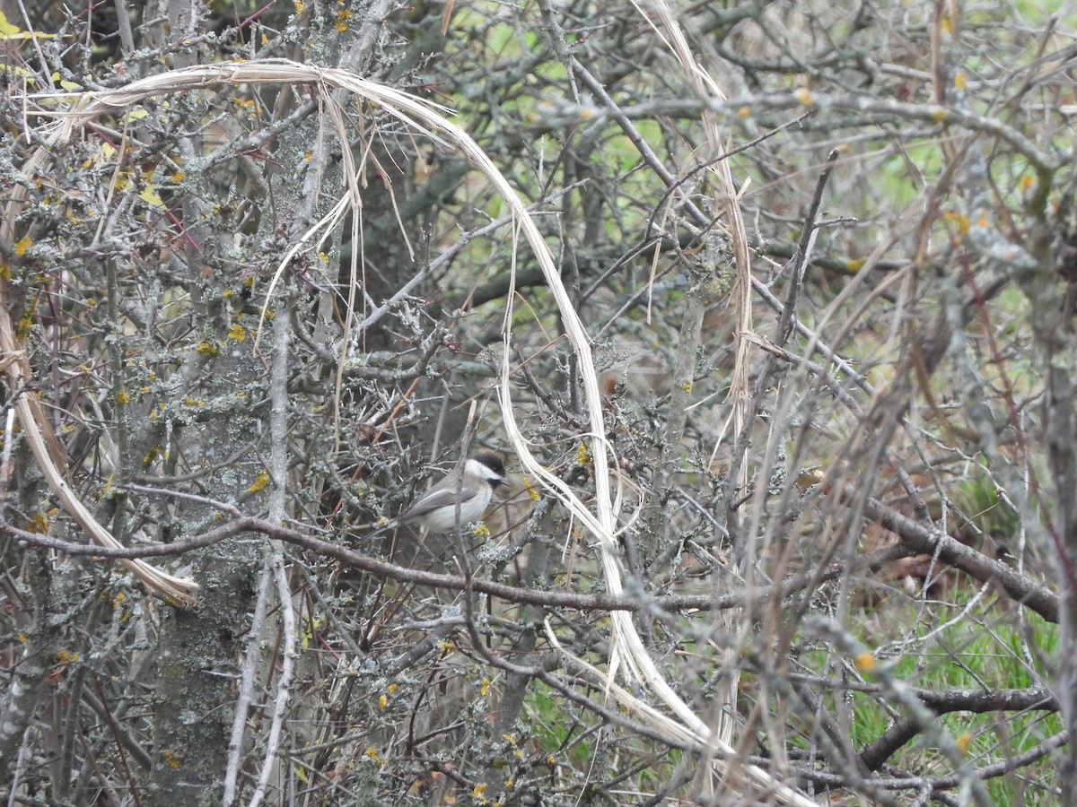 Kaskabeltz goibela - ML646899098