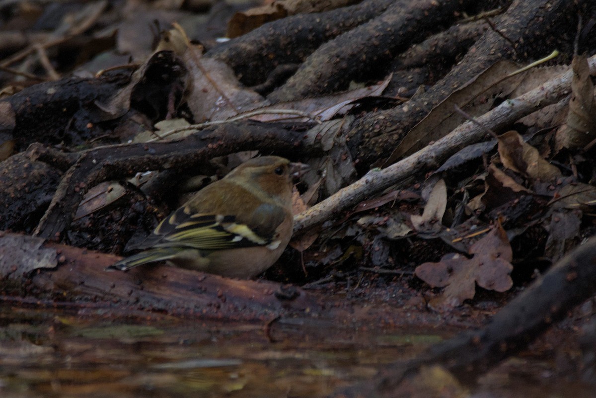 Common Chaffinch - ML646899103