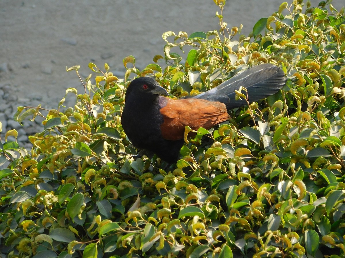Greater Coucal - ML646899105