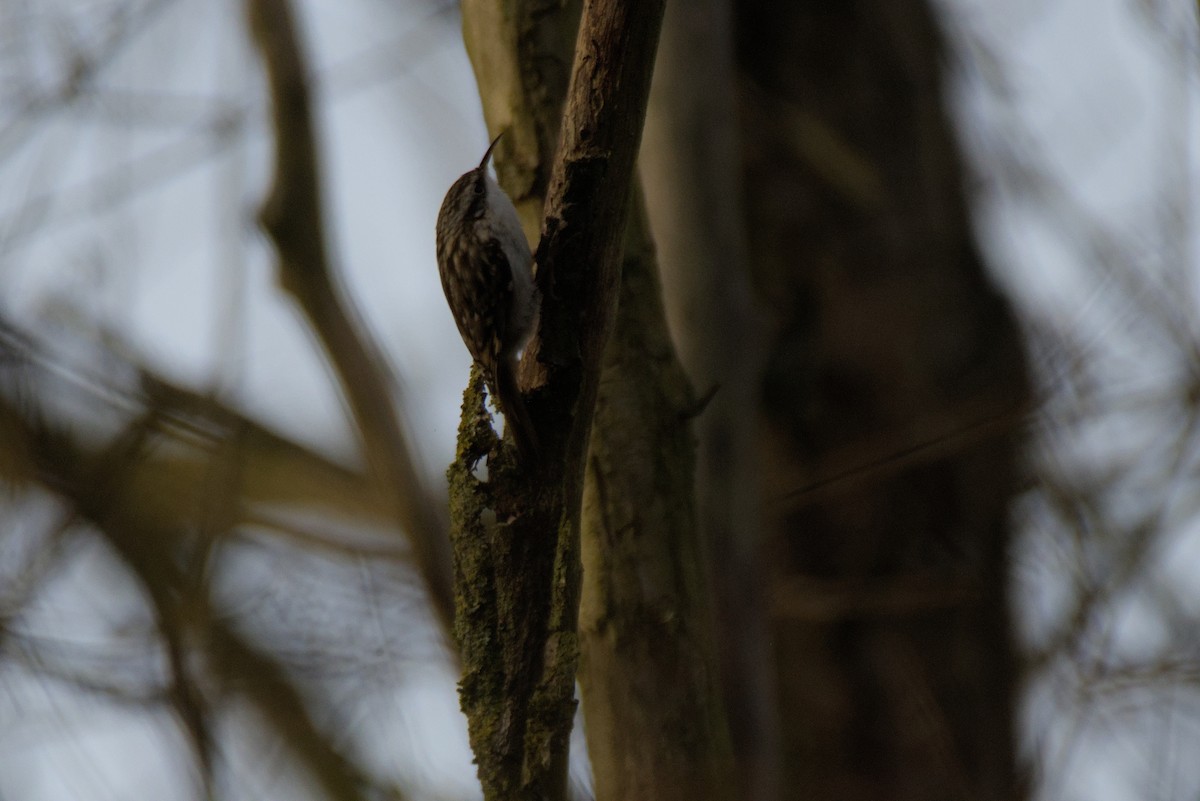 Short-toed Treecreeper - ML646899109