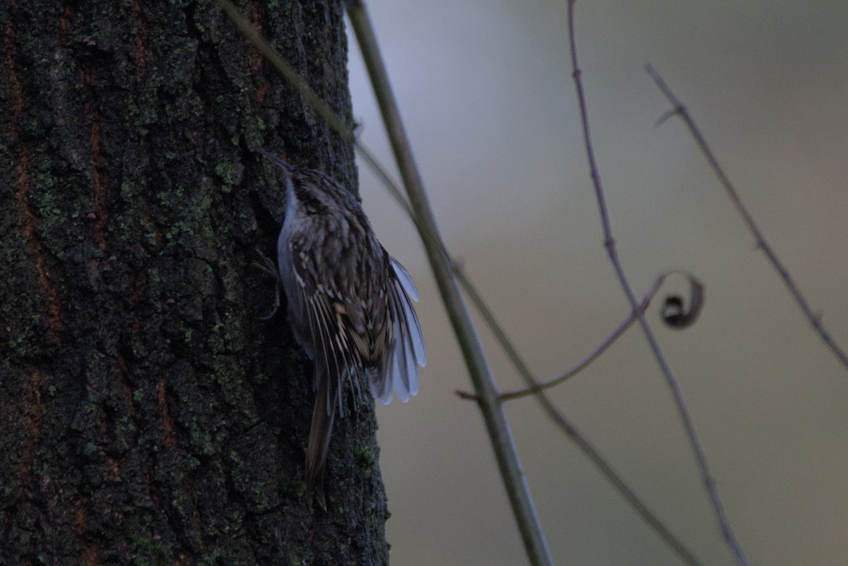 Short-toed Treecreeper - ML646899110