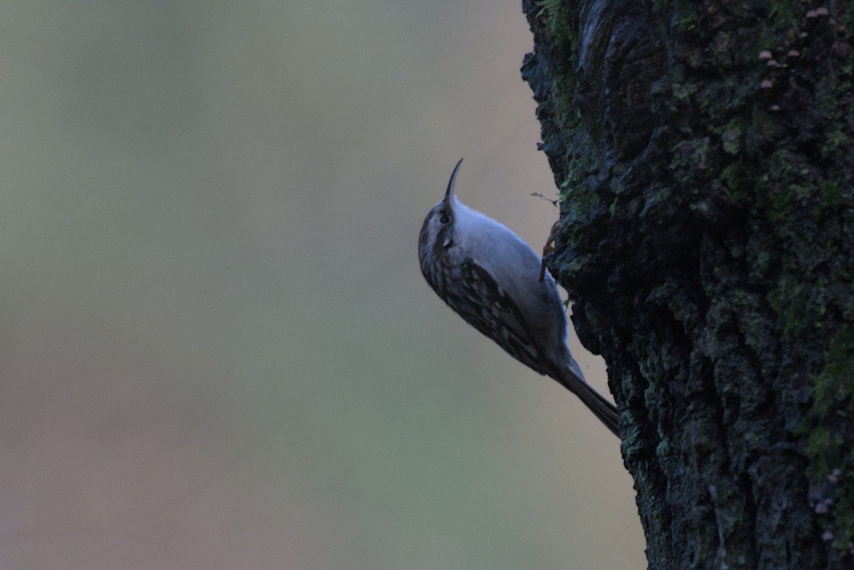 Short-toed Treecreeper - ML646899111