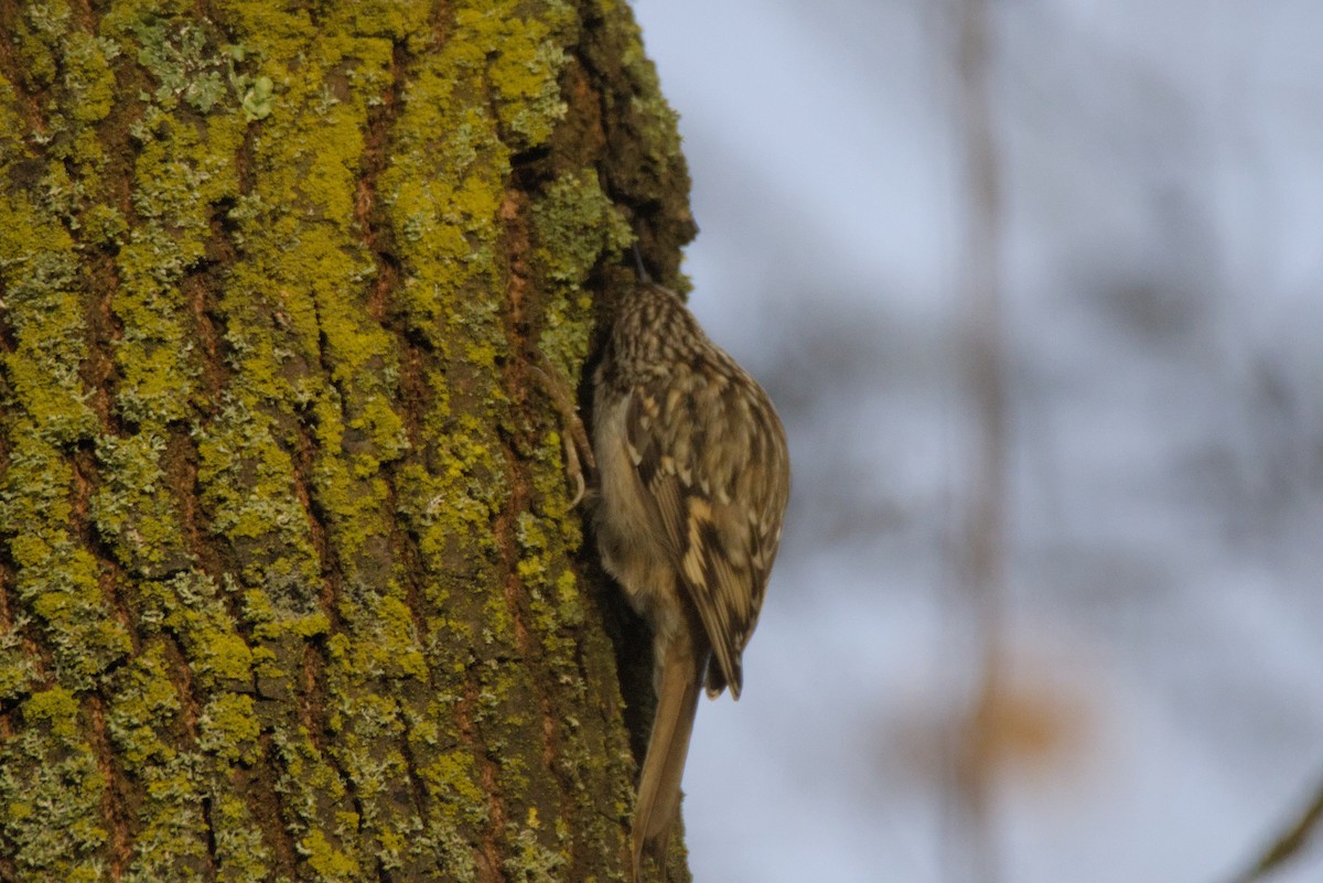 Short-toed Treecreeper - ML646899112
