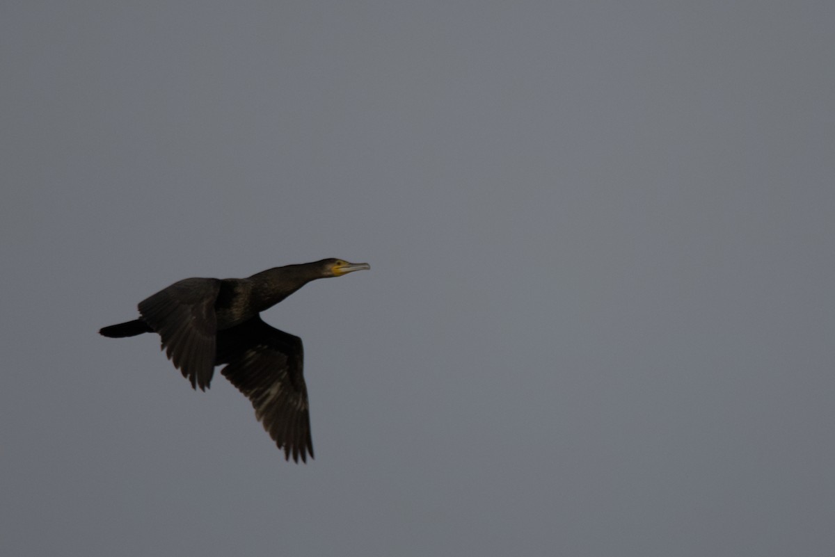 Great Cormorant - ML646899115