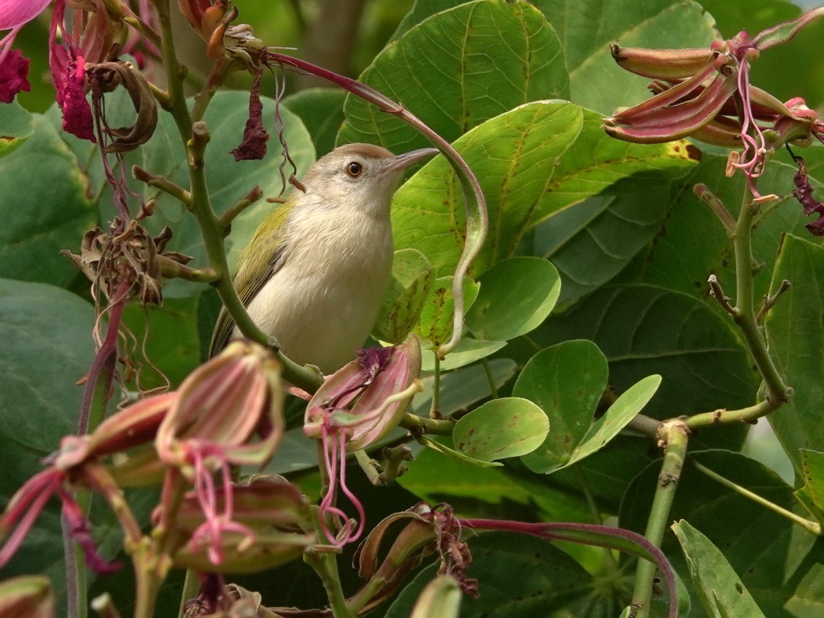 langstjertskredderfugl - ML646899118