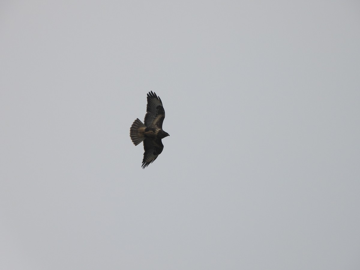 Buse variable - ML646899119