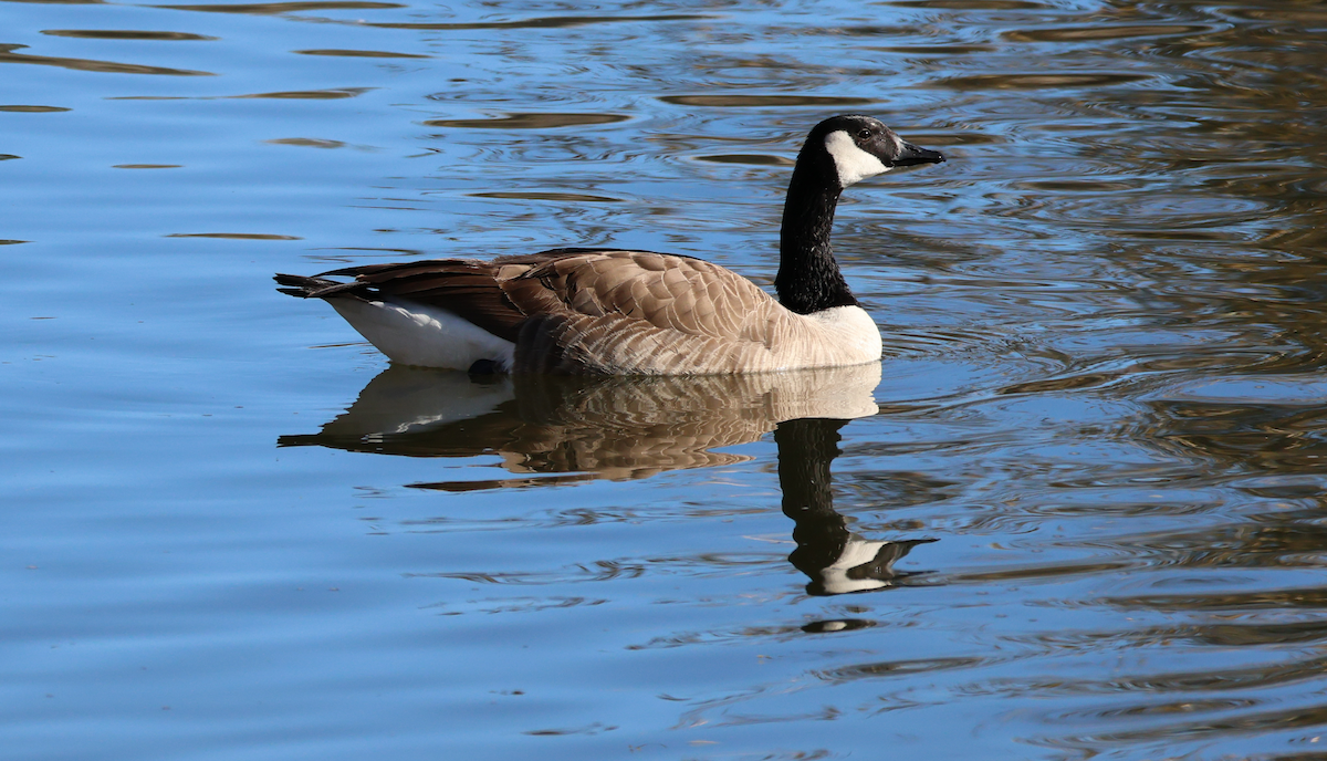 Canada Goose - ML646899121
